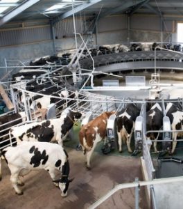 AutoRotor PerFormer Plus Milking System by GEA Farm Technologies
