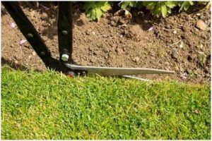 Year Round Lawn Care Tips from Harrowden Turf Ltd